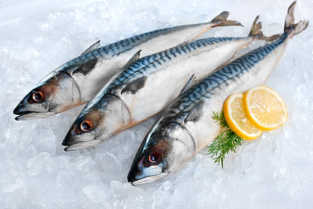 mackerel