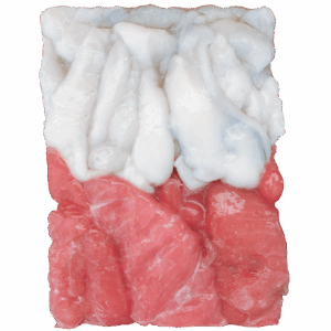 Squid swim bladder egg